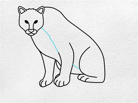 cougar drawing easy|More.